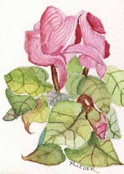 "Cyclamen Plant #1" by Tom Lieder, Milton WI - Watercolor